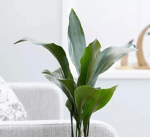 绿萝|厨房油烟大？这6种绿植吸油烟，长得旺，环境清新又健康！