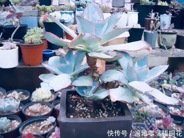 意境|10款意境深远的蓝色系多肉！养成老桩美呆了！越养越爱！