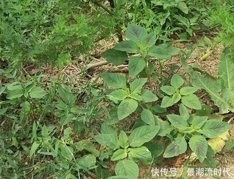 苋菜|农村一种常见杂草，既是天然野菜能吃，也是一味药材能用