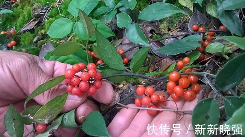 金丝吊葫芦|三叶青也叫“石老鼠”，常见于山林中，农民眼中“天然抗生素”