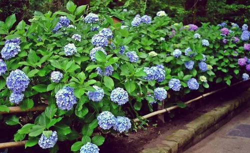 2种漂亮花,开春后别再修剪了,否则难开花!