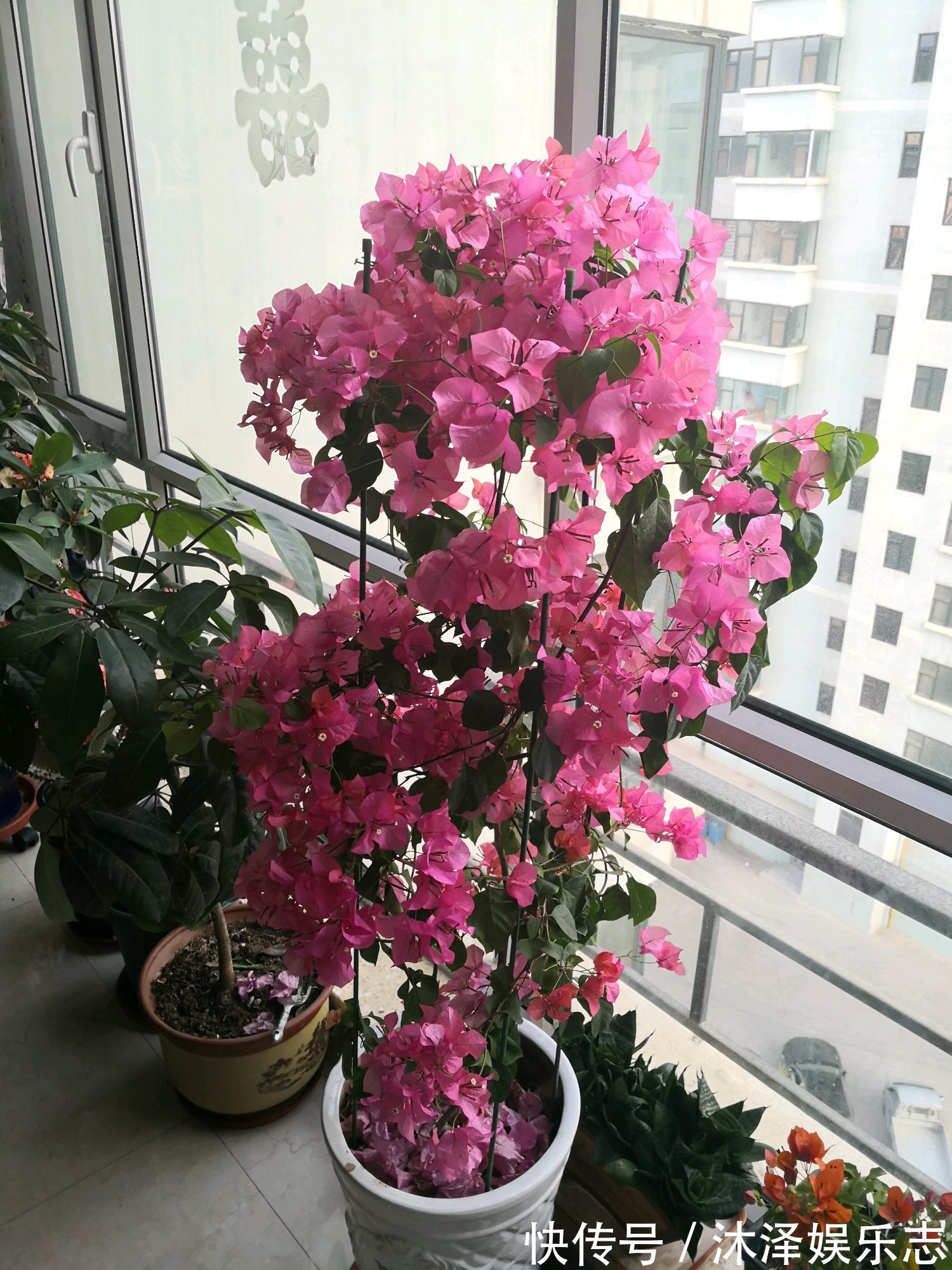 漂亮|开花最勤的室内盆栽绿植，全年有花开，花型奇特美丽，漂亮又好种