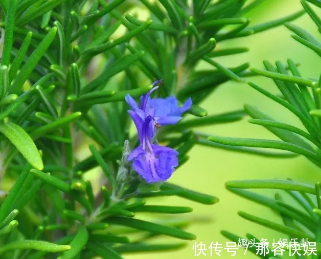 老鱼|此花酷酷的样子,彷佛世界无它无关,足以让人浮想联翩