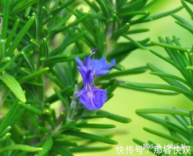 老鱼|此花酷酷的样子，彷佛世界无它无关，足以让人浮想联翩