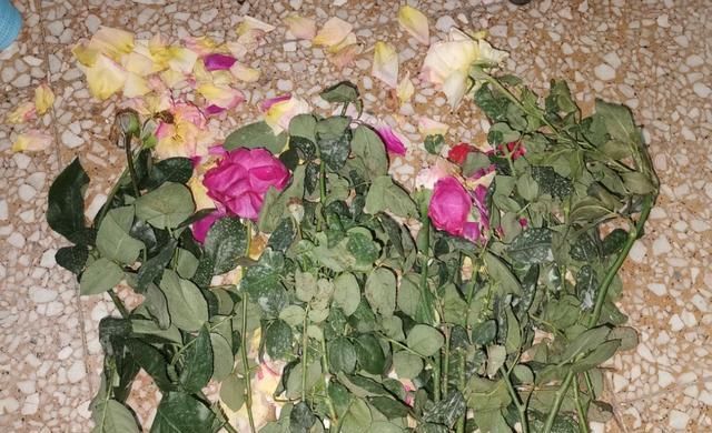 养花就得舍得剪，找对地方剪两刀，嘭嘭开出大花苞