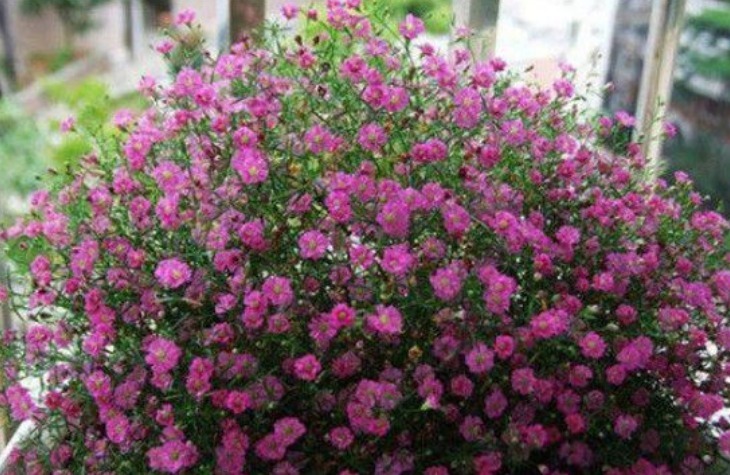 家里养这几款植物,耐寒易打理,花美色艳,花儿轻松开爆盆