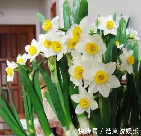 啤酒|别再用啤酒养花了,有人把花都浇死了,真正的养花肥料却是它!