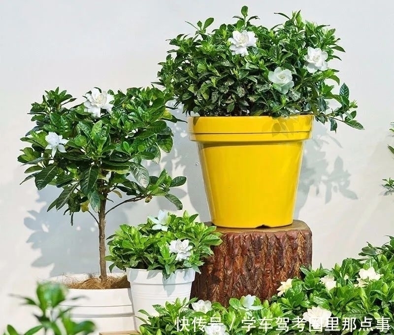 叶片|家养六种花，个个都是“醋坛子”，隔几天喝一点醋，叶子绿油油的，越长越旺盛