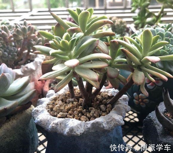 多肉|徒长的多肉要砍头吗做好这三步“一撸二晒三控水”迅速变老桩!