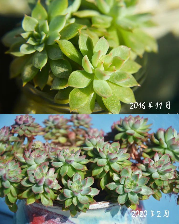 面朝大海的多肉们,在四季变迁中生生不息!