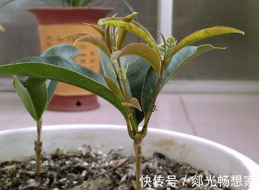 秋季养花要换盆,这几种情况换盆是“自寻死路”,不到冬天死翘翘