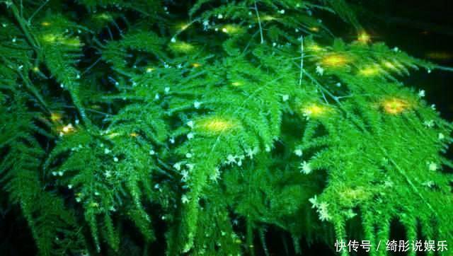 常给文竹喝5种水，文竹长成瀑布，且绿油油不黄叶