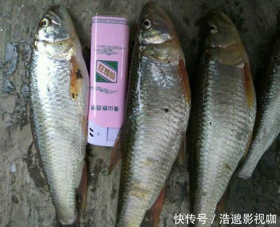 谁说马口鱼长不大,这样大的马口鱼你见过没,如今很难钓到了