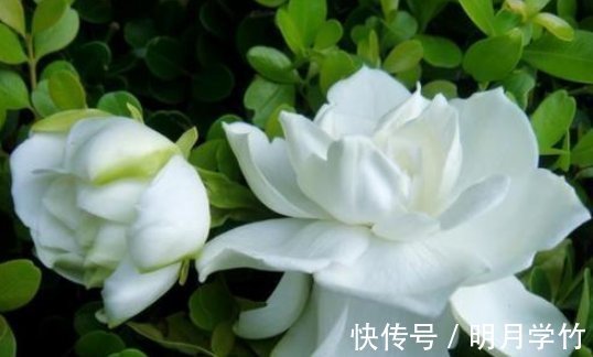 花友|栀子，茉莉不要抱怨养得不好用这种“肥水”浇，疯了不能坚持很久，旺盛