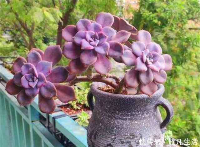 光照|多肉中的潜力股，比吊兰好养，比玫瑰漂亮3招养成绚丽悬崖桩