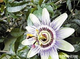 此花十分娇艳芳香四溢,是一种令人畏惧的吃人植物,代表着迷乱