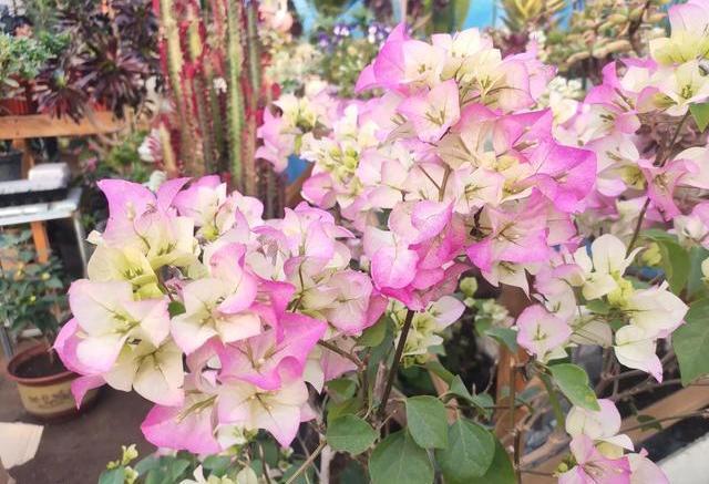 叶子花|三角梅冬季叶片油绿没掉落,那就“这么”养,更利于来年开花