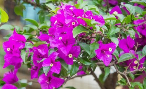 冬天养三角梅,避免3个错误,安全过冬,憋出新芽,养成繁花老桩