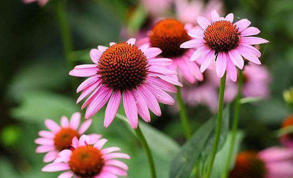 4种花超漂亮的,养家里花朵一茬又一茬,好养易活