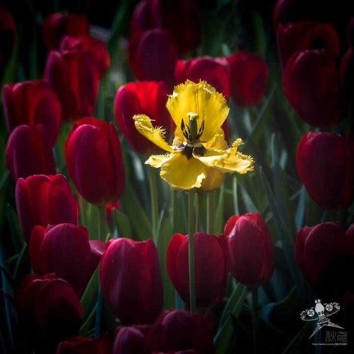 春天的花事——四月芳菲