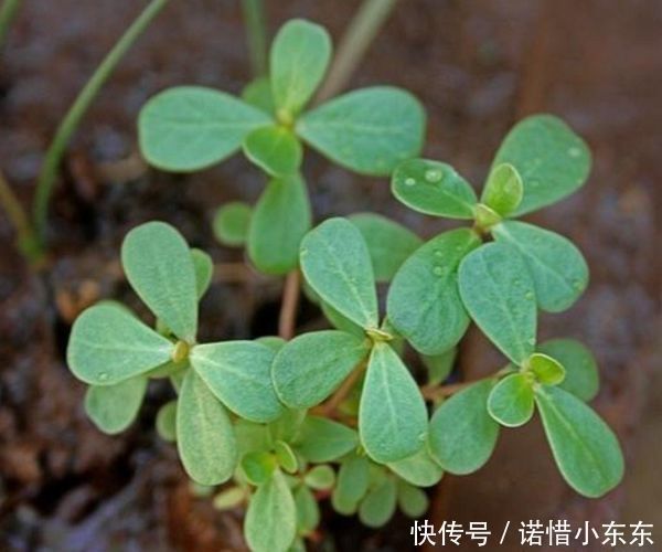 白发|马齿苋加一宝，白发变黑发，半个月后，身体出现惊喜的改变