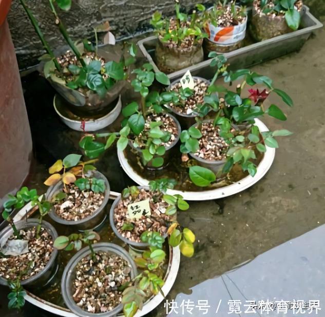 花友|玩扦插有2个难点,试试这个小方法,1月长出“大白腿”,成活高?