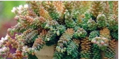 顺利|养多肉植物一个小技巧,长得壮状态好,而且还能顺利开花