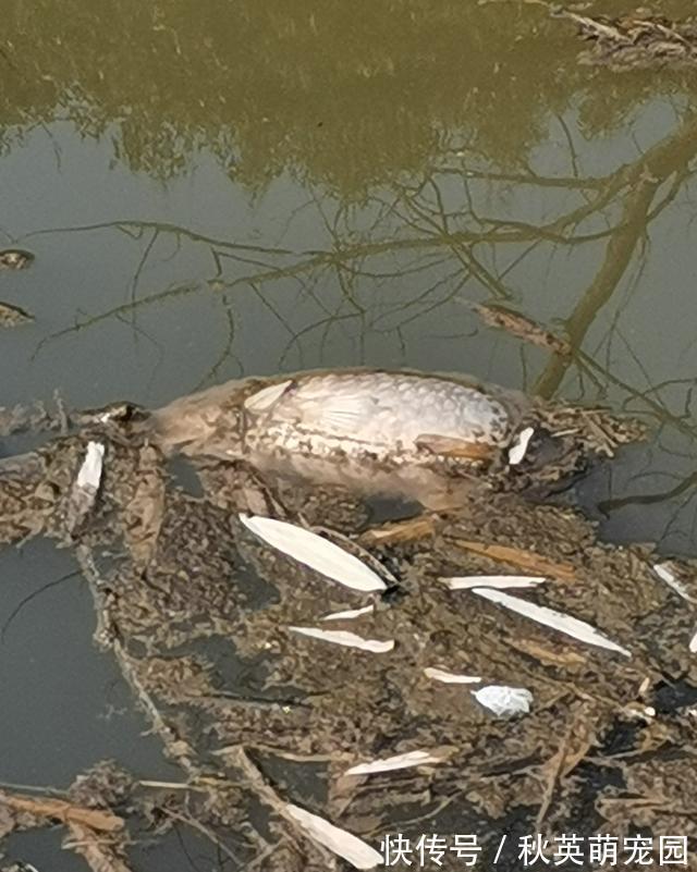 大鱼|南康一河道,夜晚大量河鱼靠岸,附近钓鱼人:好几斤的大鱼都有