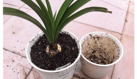 4种“垃圾”捡回家,埋在花盆下,啥花都越养越旺,叶绿开花久