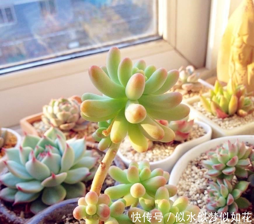 多肉植物干瘪没有生气 那是因为你没有这么做!