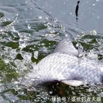 鱼不咬钩并不怕,只要记住这几条,变被动为主动——盛世三渔