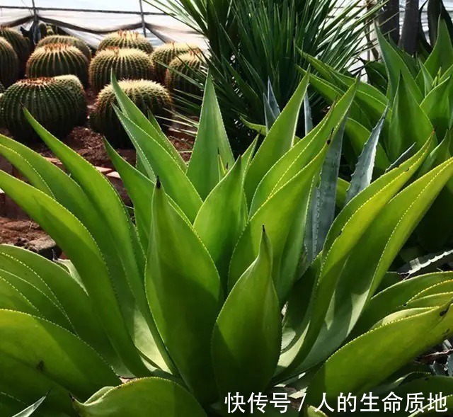 比国宝熊猫还要稀少,花开霸气十足,知道的人可不多!