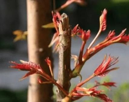  准确|中国农村最好吃的野菜，全吃过的人不多，你能准确叫出名字吗