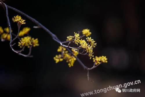 茱萸花开润春色