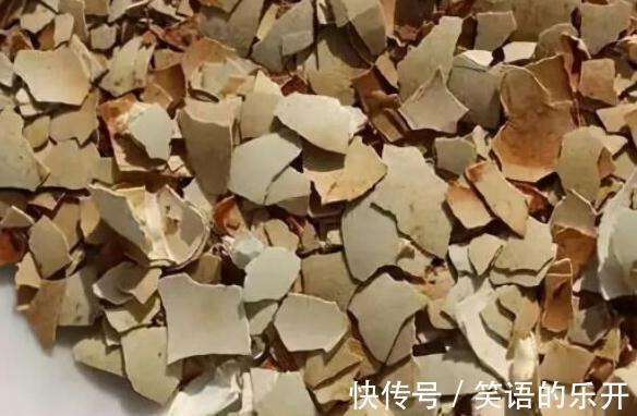 教你用鸡蛋壳养花的6个小技巧,学会了植物枝繁叶茂