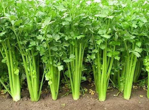 排毒|春天养生，推荐多吃3种食物，排毒清肠，滋补身体，改善血脂血糖