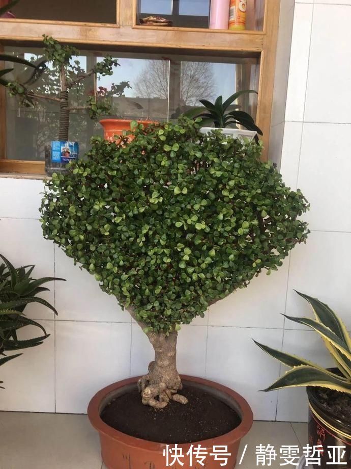 虎皮兰,红掌,吊兰养成老桩,变成大树,真壮观