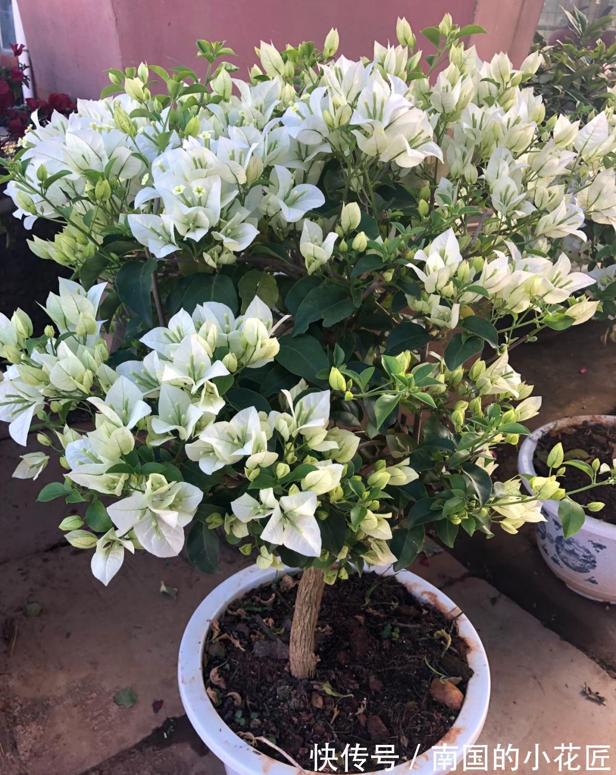 枝条|秋天凉，养三角梅把握住这4点，花叶健康，长势越来越好