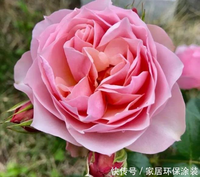 家庭养花,最受欢迎的4种花,高端大气上档次,人见人爱!