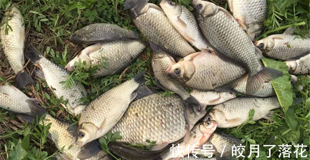 寒露前后,到了钓鲫的好时节,备好这款酒米窝料,大板鲫都是你的!