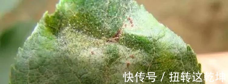 用最简单的方法,杀最难缠的多肉虫害,轻松杀灭蚧壳虫和小黑飞!