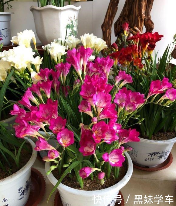 “天价”的兰花,比不上这种“土兰花”,香气飘十里,七仙女下凡!