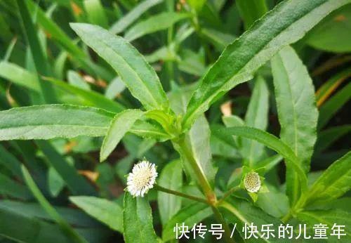 牙结石|一个固齿神方！牙龈出血、牙萎缩、牙齿松动、牙结石，通通都搞定