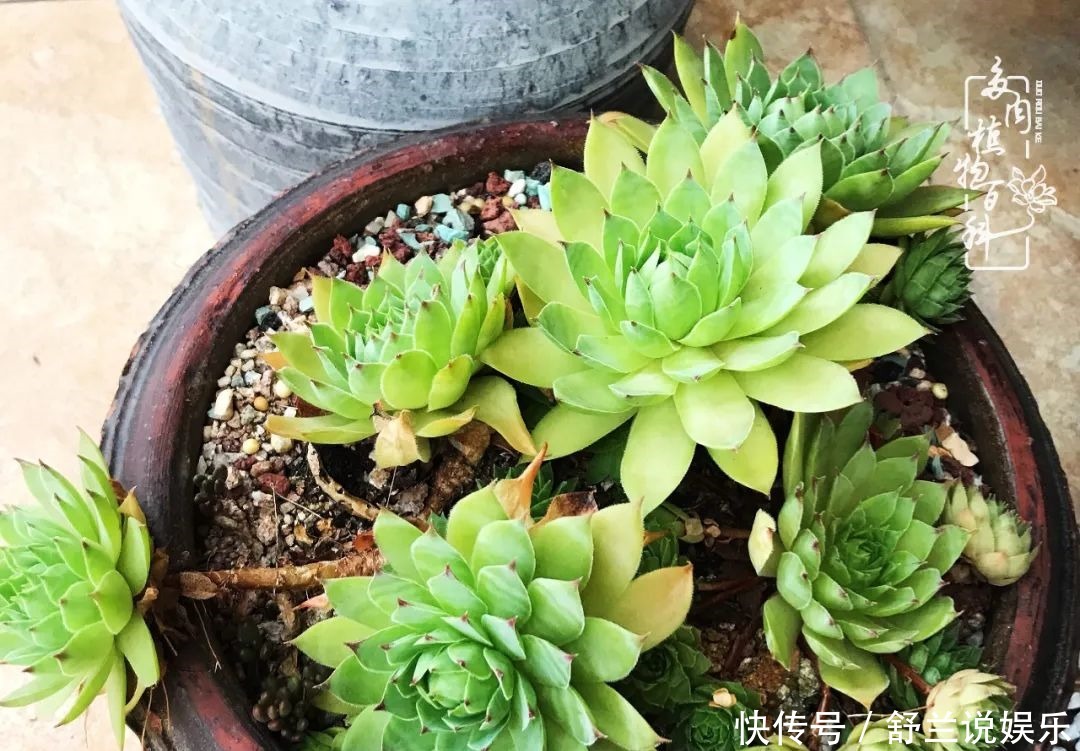 楼顶的多肉,让我的生活无意间打开了一个新世界!