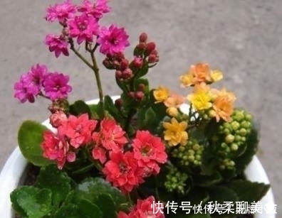 花卉|这几种花最适合贱养，越不管越容易开花爆盆，想养死都难