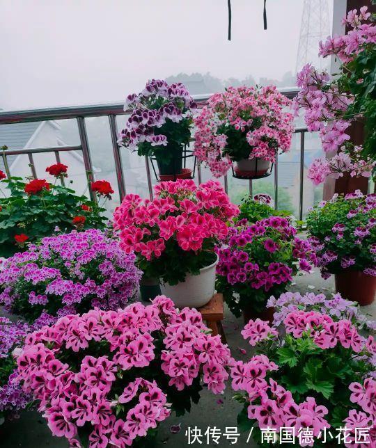 白掌|5种“漂亮花”,从来不生虫,家里干净卫生,花开不断,真省心