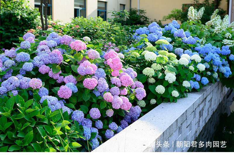 秋养绣球花,掌握2个小技巧,明年开花准爆盆