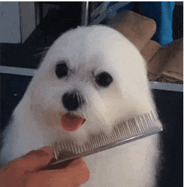 |搞笑GIF:骚年,抢一次镜头就好了,非要被打了才知道错