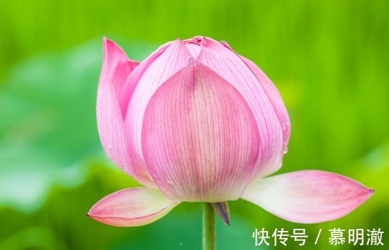 桃花开|7月7日开始，4属相运势如虹，贵人来、桃花开，福运亨通