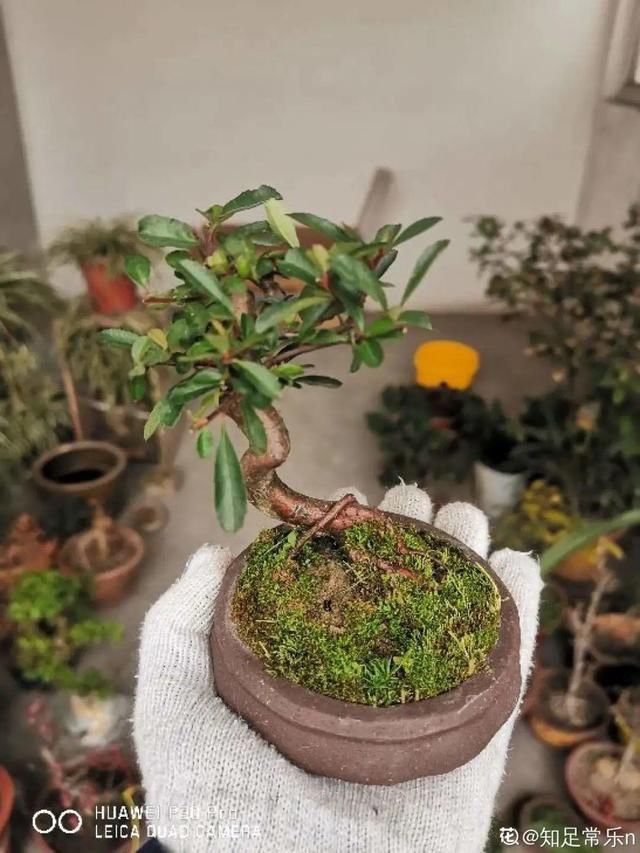 花盆里|农村不起眼的树,挖一棵做盆景,比买得还要好看